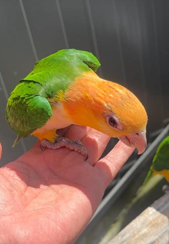 White belly headed cake babies hand raised