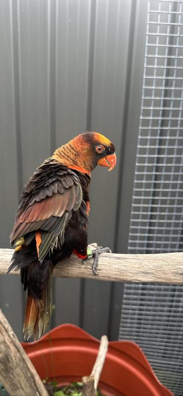 Dusky Lory male hand tame and talk