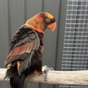Dusky Lory male hand tame and talk