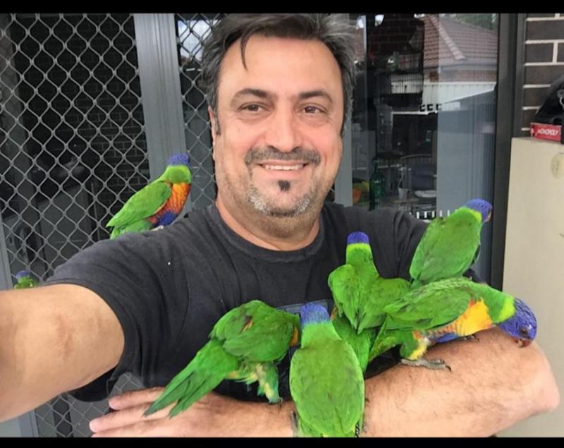 Baby rainbow Lorakeet tame friendly very nice