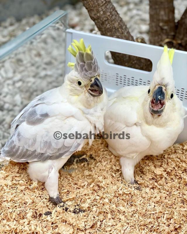 Baby Sulphur-crested Cockatoos hand raised tame