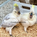 Baby Sulphur-crested Cockatoos hand raised tame