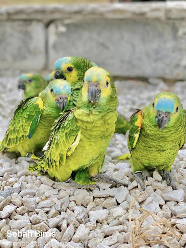 Yellow crown & Blue front Amazon Baby hand raised