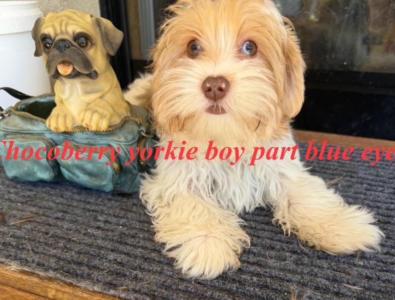 Yorkshire terrier  exotic males