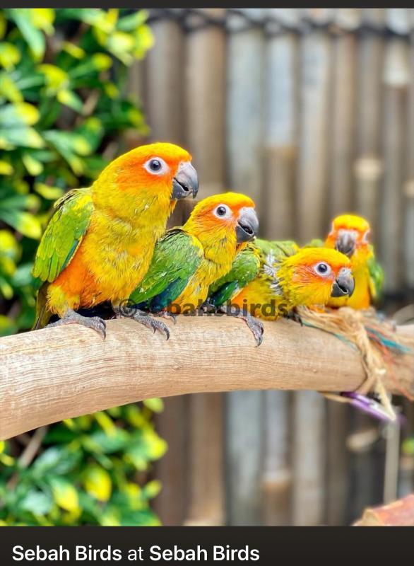 Baby Sun Conures  hand rised very friendly