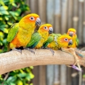 Baby Sun Conures  hand rised very friendly
