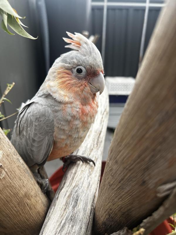 Baby Galah X Corellas  
