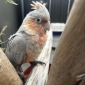 Baby Galah X Corellas  