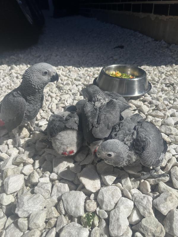 Babies African Grey hand raise tame very friendly