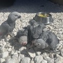 Babies African Grey hand raise tame very friendly
