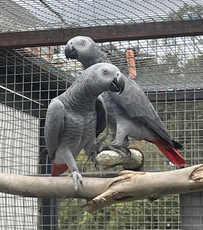 BONDED AFRICAN GREY PAIR