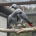 BONDED AFRICAN GREY PAIR