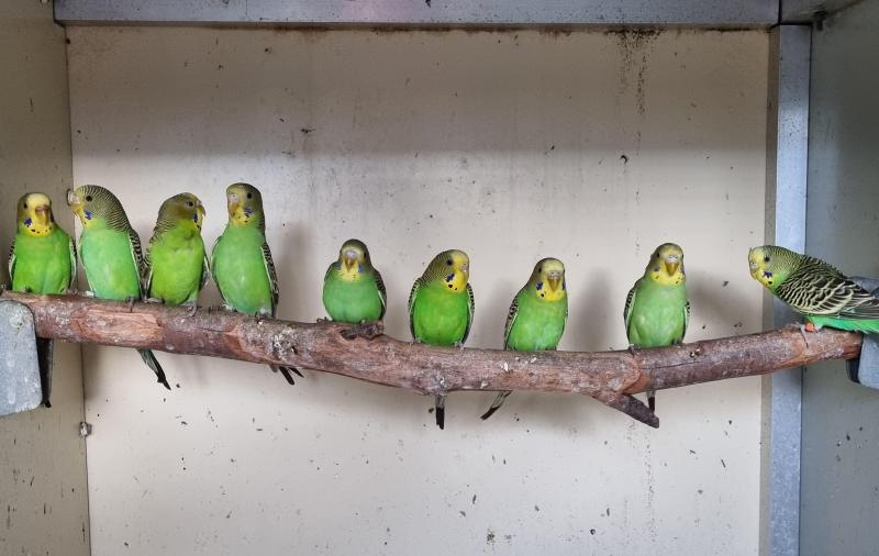 Pure Normal Bush Budgies