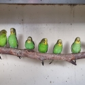 Pure Normal Bush Budgies