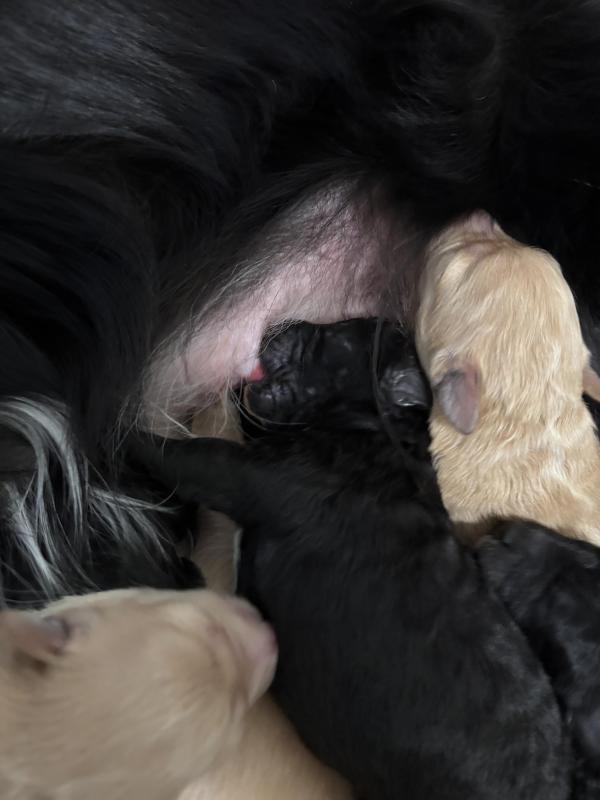 Mini Bordoodle puppies. Knee High Teddy Bears. DNA clear.
