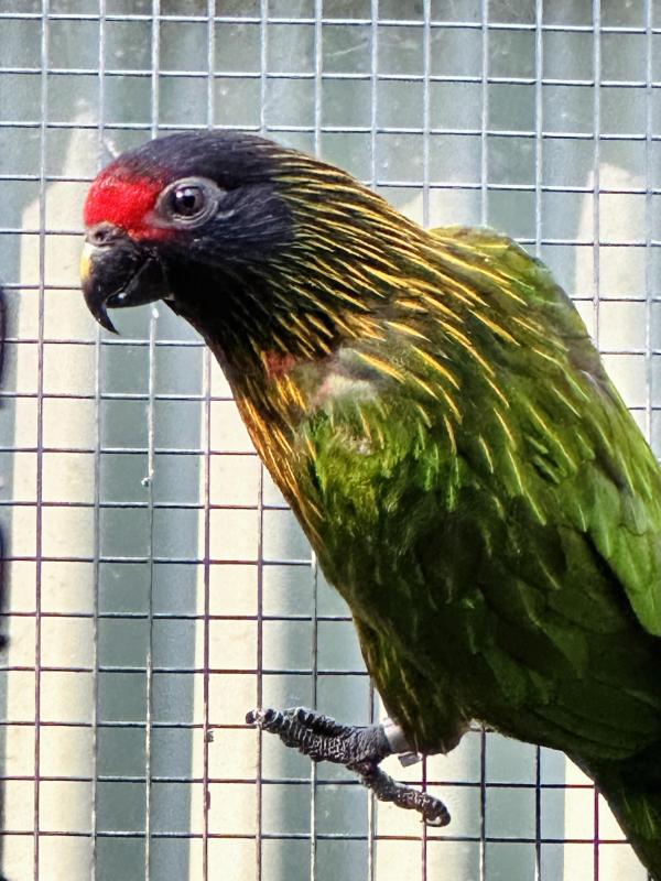 Breeding pair of yellow streaked Lories  with chick