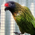 Breeding pair of yellow streaked Lories  with chick