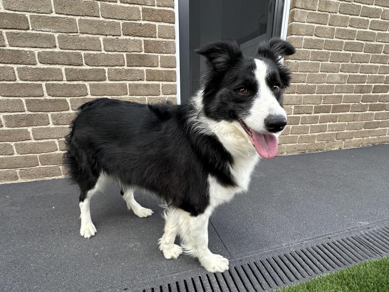 Beautiful 2-Year-Old Female Border Collie Looking for a Loving Home