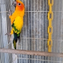 2 yr old Male Sun Conure