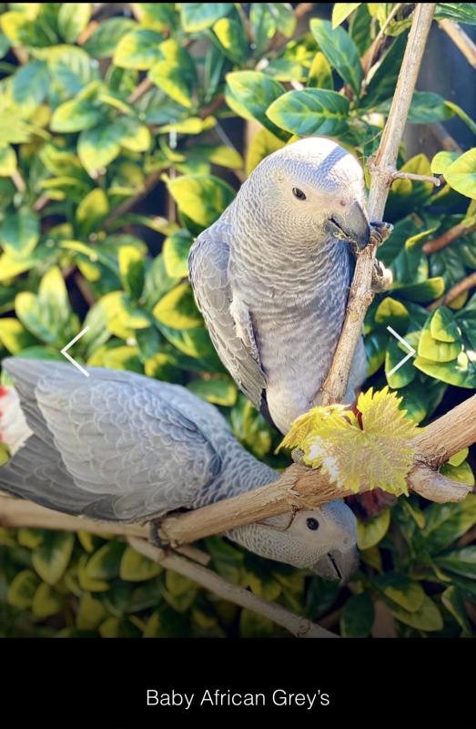 BabiesAfrican grey BEST TALKING BIRD: