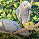 BabiesAfrican grey BEST TALKING BIRD: