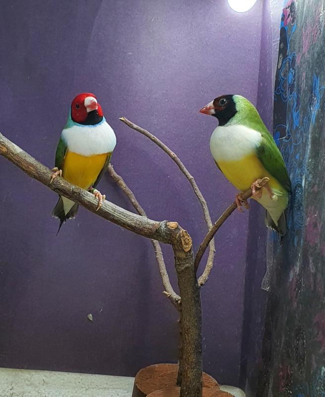 Gouldian finches