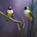 Gouldian finches