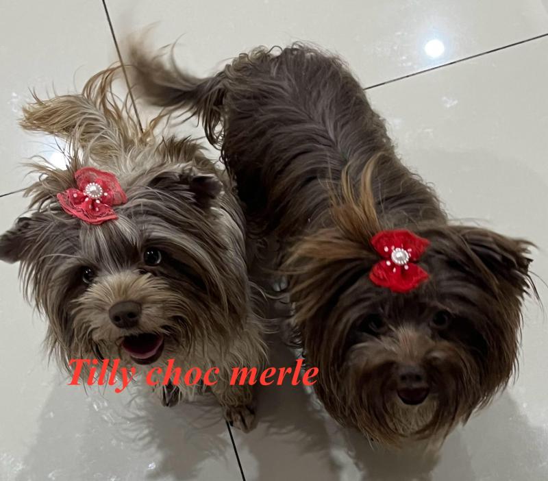 Choc Merle and choc Yorkshire terrier imported dogs