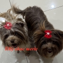 Choc Merle and choc Yorkshire terrier imported dogs
