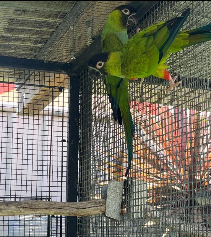 4 yr old bonded Nandays