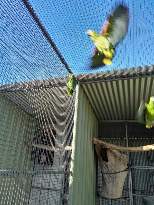 Bluefronted Amazon's 400