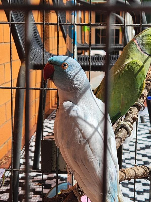 Indian Ringneck Pair