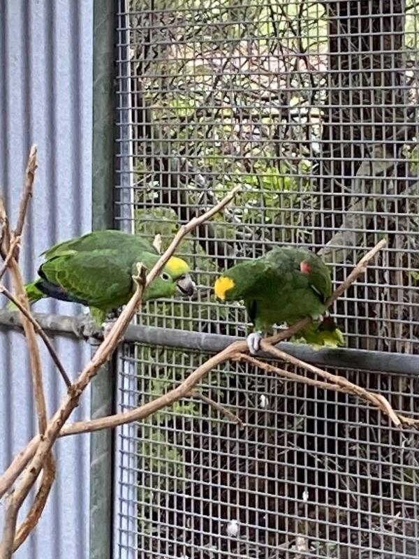 YELLOW CROWN AMAZON PAIR