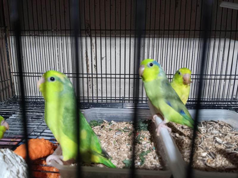Parrotlet. Breading pair, future breading pair.