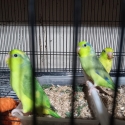 Parrotlet. Breading pair, future breading pair.