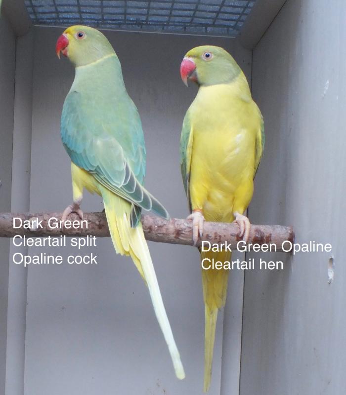 INDIAN RINGNECK JUVENILES