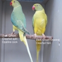INDIAN RINGNECK JUVENILES