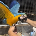 Blue and Glod Macaws babys