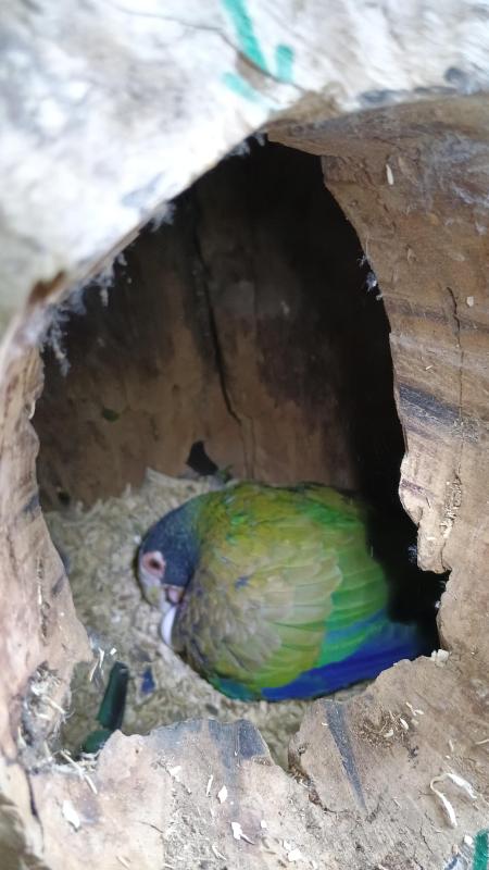 Breeding pair of white capped pionus and theirs babies
