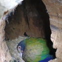 Breeding pair of white capped pionus and theirs babies