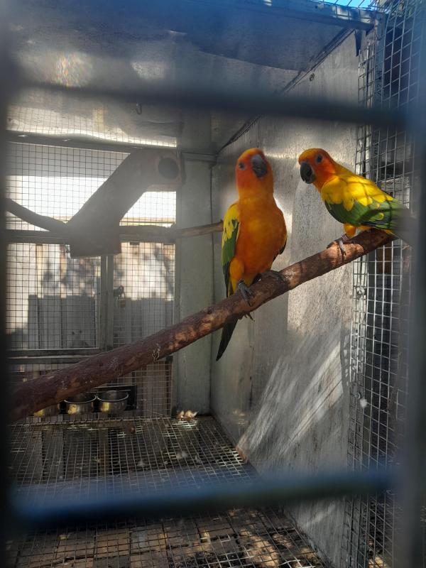 Proven breeding pair of Sun Conures
