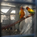 Proven breeding pair of Sun Conures