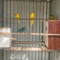 Kakarikis and Peach Face Lovebirds