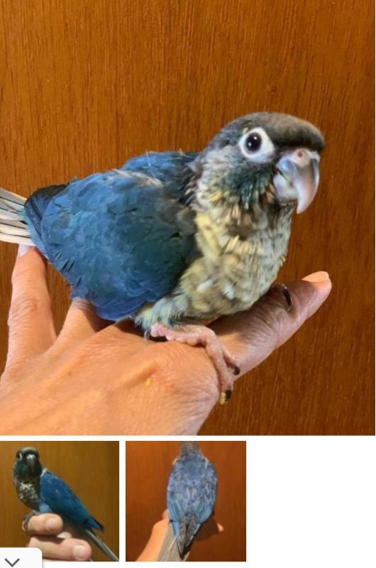 Hand Raised DF Violet Green Cheeks