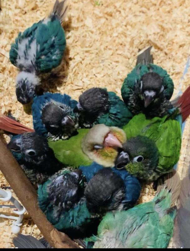 Green Cheek Conure Chicks