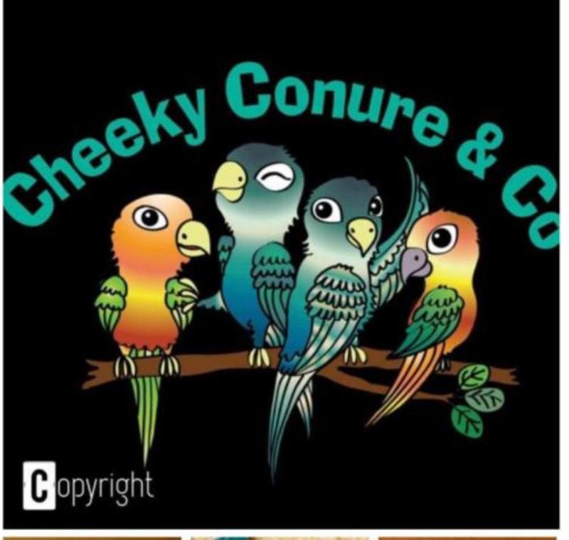 Established proven Green Cheeks breeding Pairs