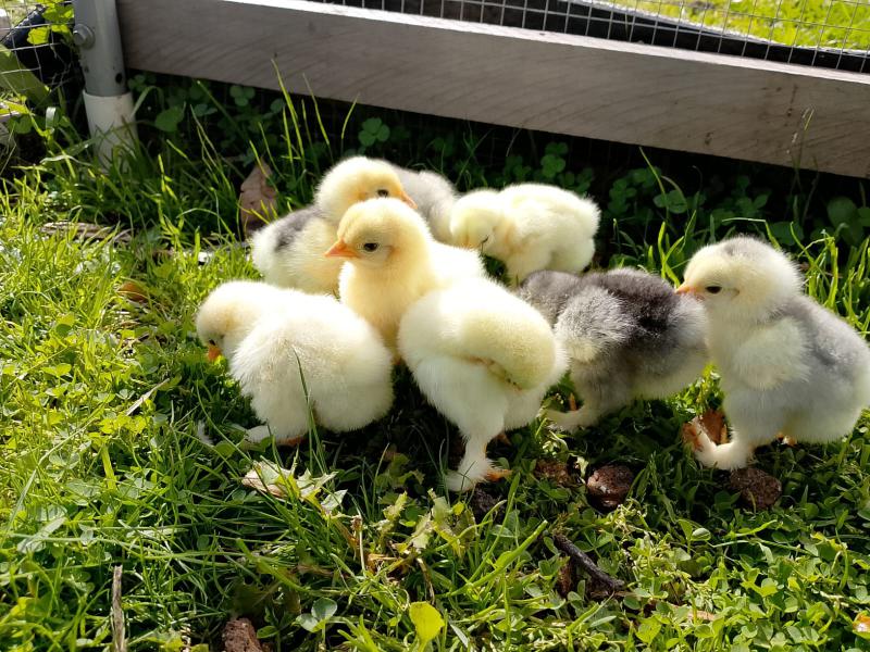 Ducklings and Chicks Warrnambool area