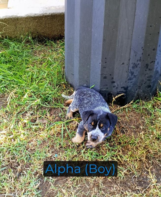 Blue and Chocolate Heeler Puppies