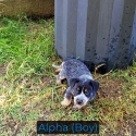 Blue and Chocolate Heeler Puppies