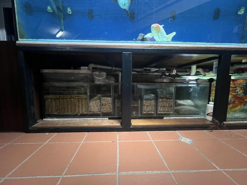 Fs 10x4x3 monster fish tank